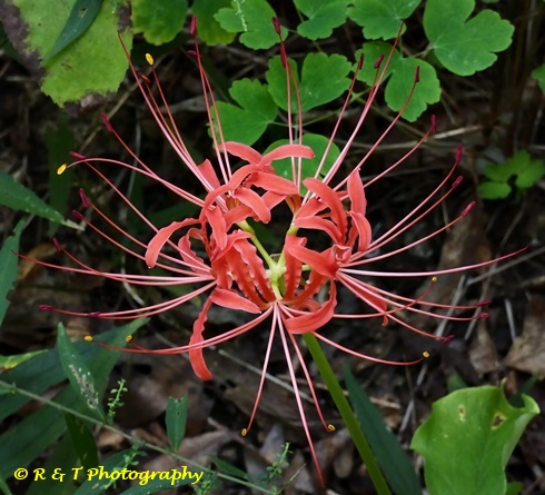 {Lycoris radiata}